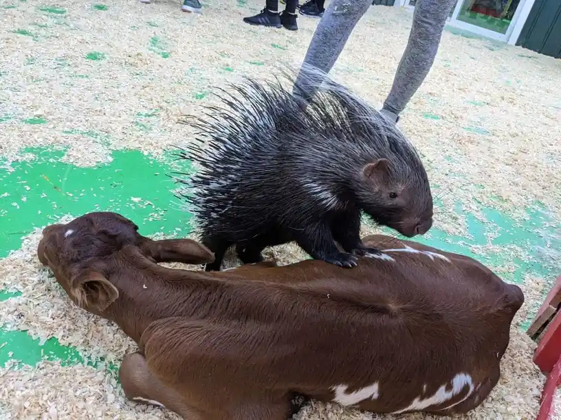 Porcupine standing on a resting brown calf on a sawdust floor at Debbie Dolittle's Petting Zoo